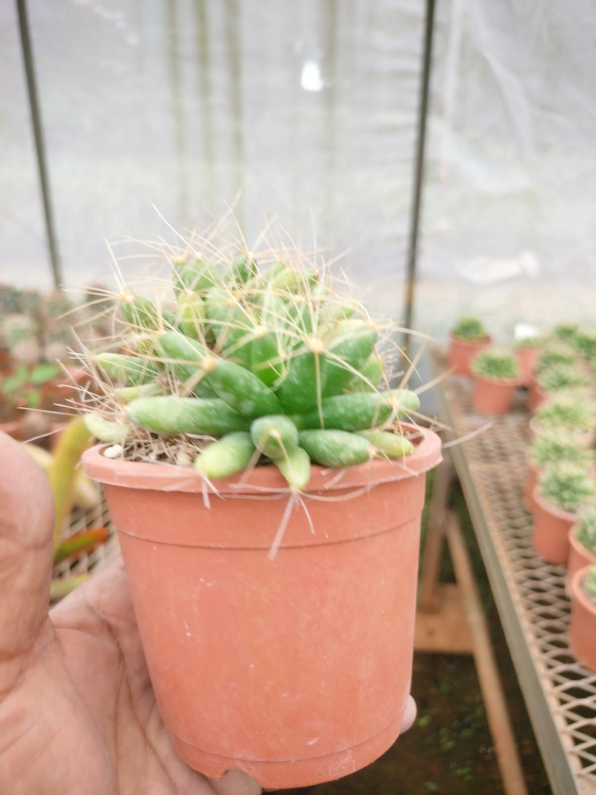 Mammillaria Longimamma