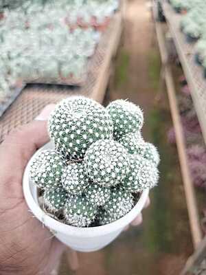 Mammillaria Painteri Monstrous Mammillaria Painteri Monstrous