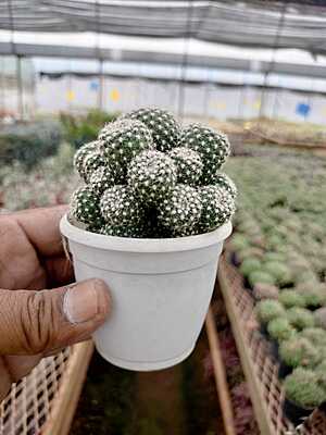 Mammillaria Painteri Monstrous Mammillaria Painteri Monstrous