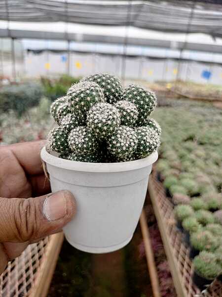 Mammillaria Painteri Monstrous Mammillaria Painteri Monstrous
