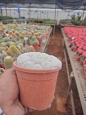 Mammillaria Plumosa