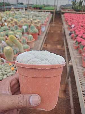 Mammillaria Plumosa