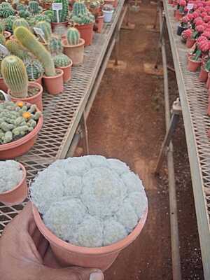Mammillaria Plumosa
