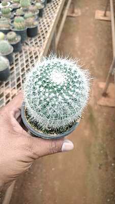 Mammillaria Spinosissima Mammillaria Spinosissima