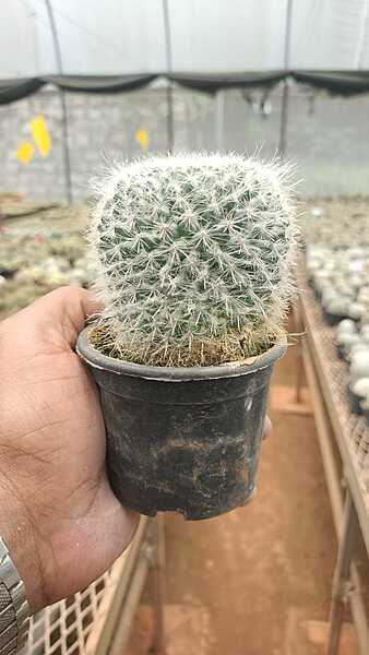 Mammillaria Spinosissima Mammillaria Spinosissima