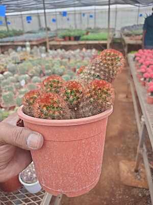 Mammillaria Spinosissima Mammillaria Spinosissima