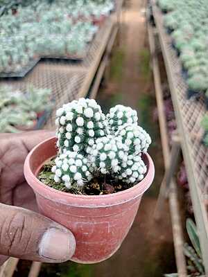 Mammillaria Veluta Arizona Snow Cap Mammillaria Veluta Arizona Snow Cap