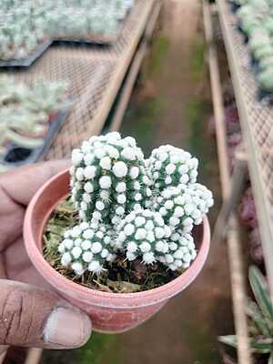 Mammillaria Veluta Arizona Snow Cap Mammillaria Veluta Arizona Snow Cap