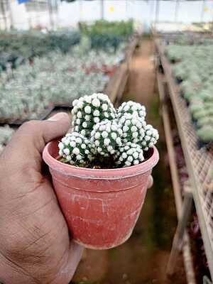 Mammillaria Veluta Arizona Snow Cap Mammillaria Veluta Arizona Snow Cap