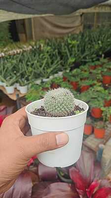 Mammillaria bocasana Mammillaria bocasana