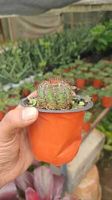 Mammillaria cactus Mammillaria cactus