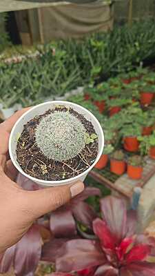 Mammillaria gracilis Mammillaria gracilis