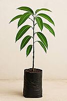 Mango Saplings