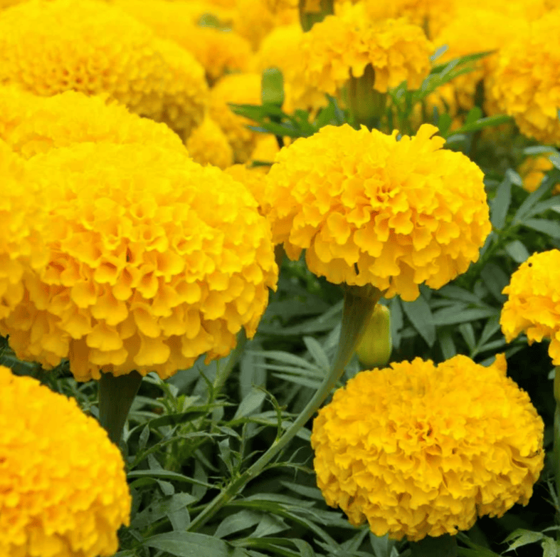 5nos Yellow Marigold Flower Seedings, Garden Companion Plant,  Beautiful Large Pom Pom Blooms