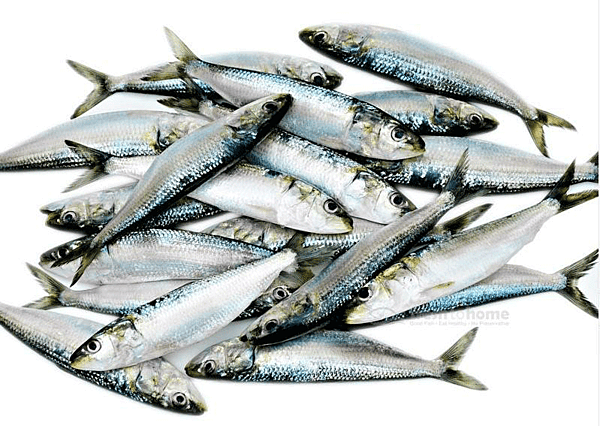 Mathi(Sardine)