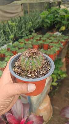 Melocactus