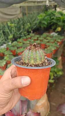 Melocactus