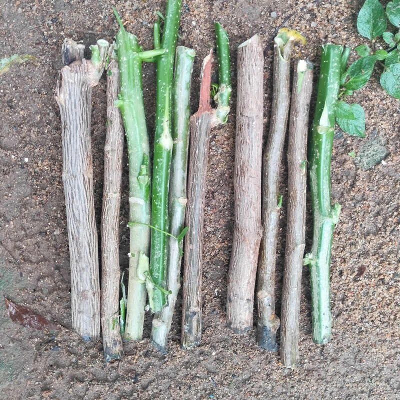 Mexican Tree Spinach Cuttings 10 numbers