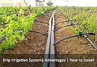 Micro-Irrigation System Setup – Drip & Micro-Sprinkler Installation Service