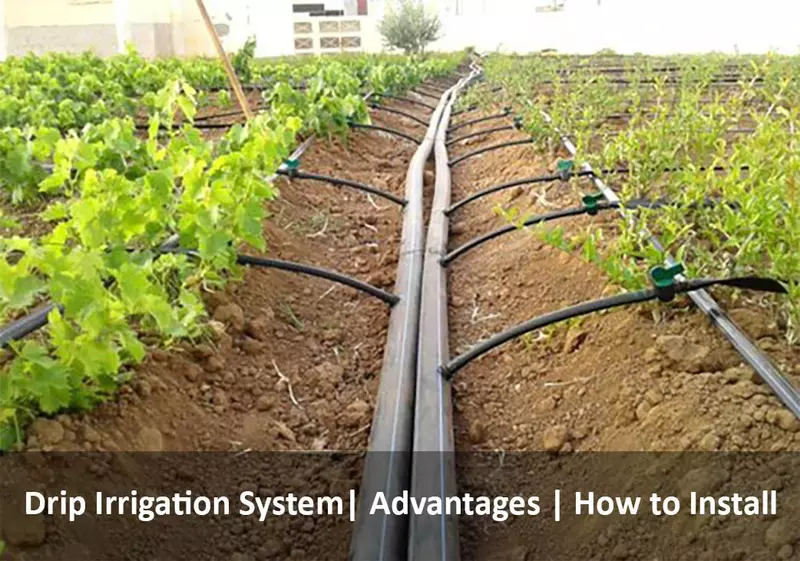 Micro-Irrigation System Setup – Drip & Micro-Sprinkler Installation Service