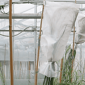 Selfing Pollination Bags Pack of 12