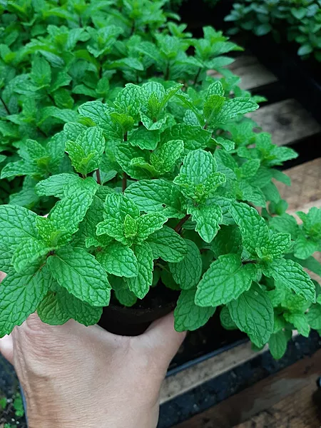 Mint పుదీనా