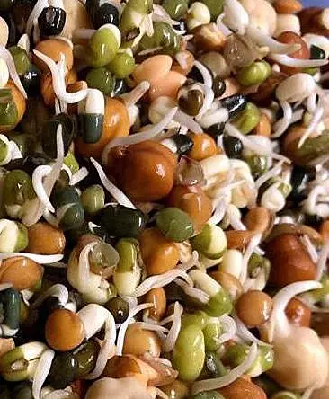 Mixed Lentil Sprouts 200 gms - Love Green Life