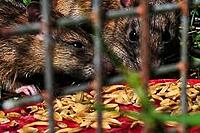 Rodent Control in Farms & Storage Areas