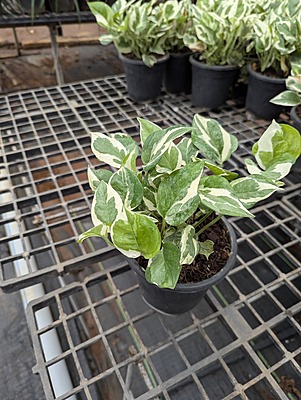 Money plant gold Money plant gold