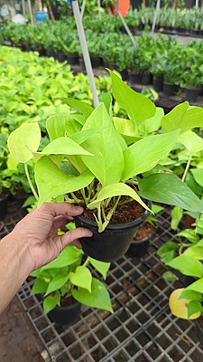 Money plant gold Money plant gold