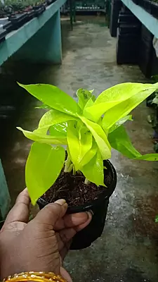 Money Plant Golden