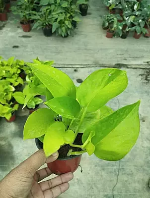 Money Plant Golden