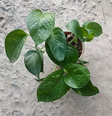 Money Plant Green