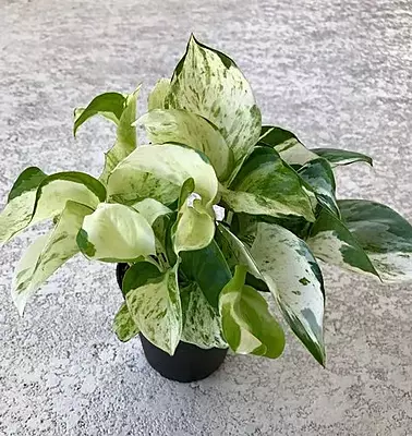 Money Plant Marble