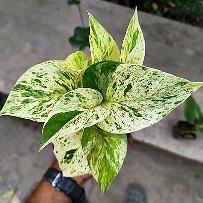Money Plant Marble