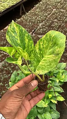 Money plant Golden King