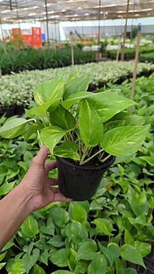 Money plant Golden King