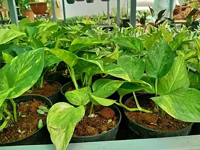 Money plant Golden King