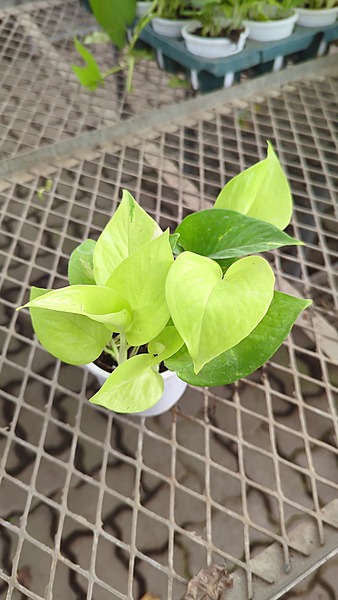 Money Plant Golden