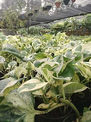 Money plant Variegated ( marble queen) Money plant Variegated ( marble queen)