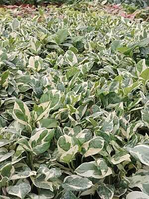 Money plant Variegated ( marble queen) Money plant Variegated ( marble queen)