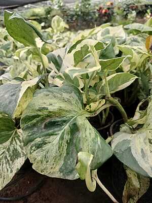 Money plant Variegated ( marble queen) Money plant Variegated ( marble queen)