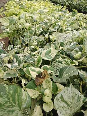 Money plant Variegated ( marble queen) Money plant Variegated ( marble queen)