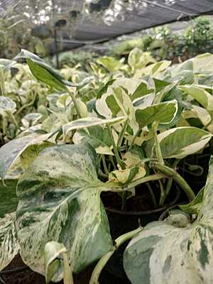 Money plant Variegated ( marble queen) Money plant Variegated ( marble queen)
