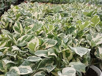 Money plant Variegated ( marble queen) Money plant Variegated ( marble queen)
