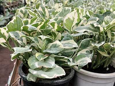 Money plant Variegated ( marble queen) Money plant Variegated ( marble queen)