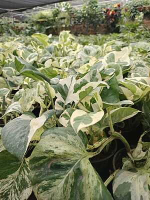 Money plant Variegated ( marble queen) Money plant Variegated ( marble queen)
