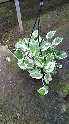 Money plant gold Money plant gold