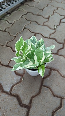 Money Plant Enjoy - 1 Money Plant Enjoy - 1