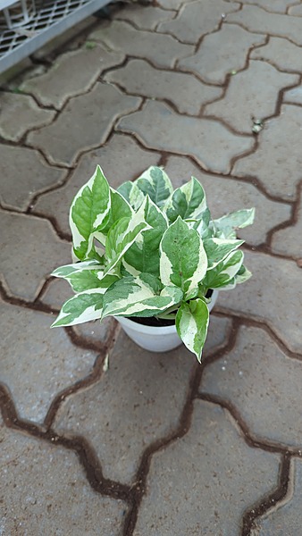 Money Plant Enjoy - 1 Money Plant Enjoy - 1